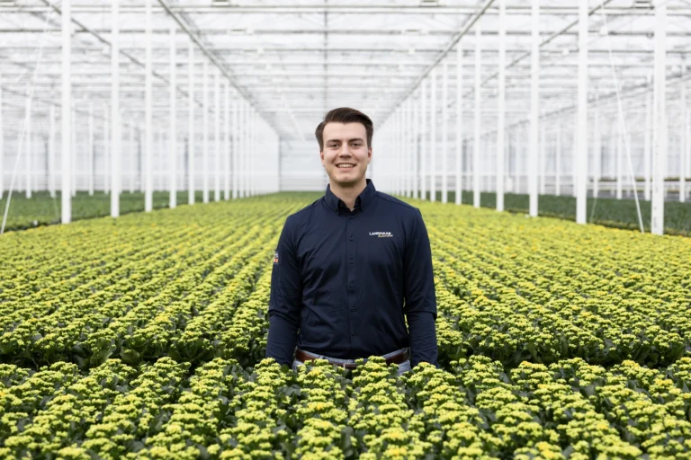 kwekerij lankhaar kalanchoe