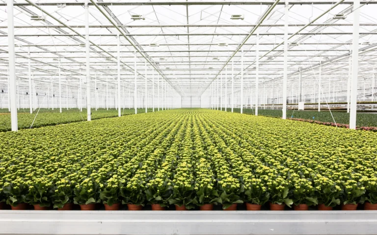 kwekerij lankhaar kalanchoe