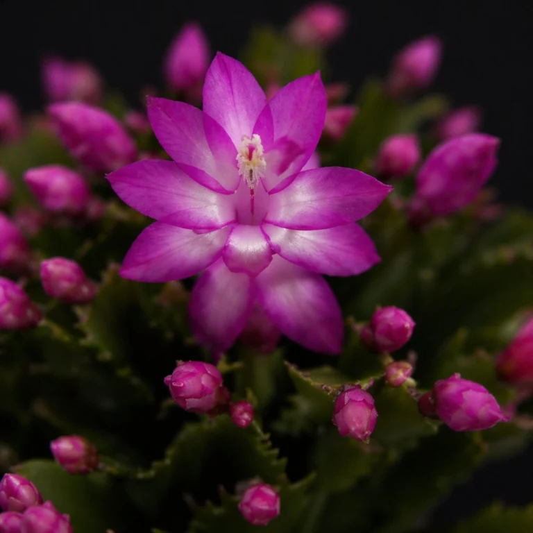 Schlumbergera Purple met ai