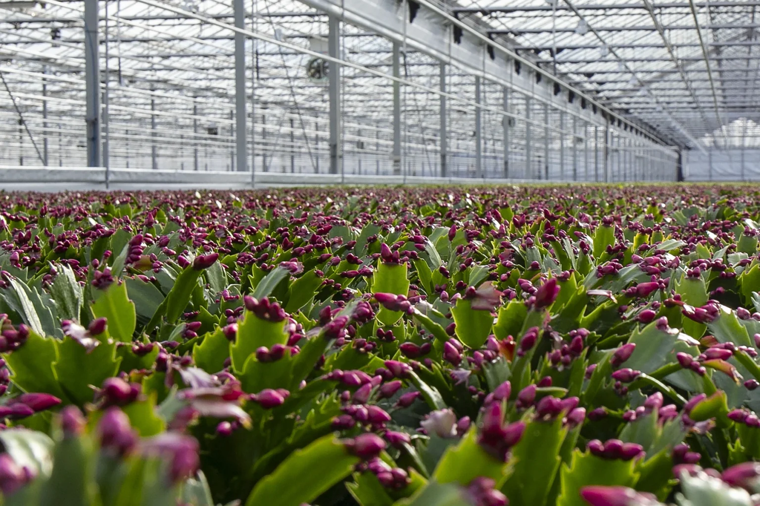 Kwekerij Lankhaar Schlumbergera Groendalseweg