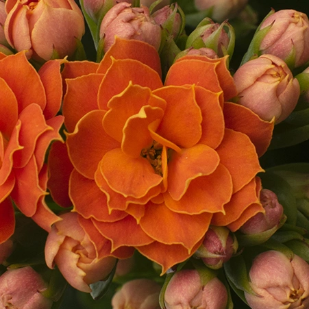 Kalanchoe Perfecta Orange bloem