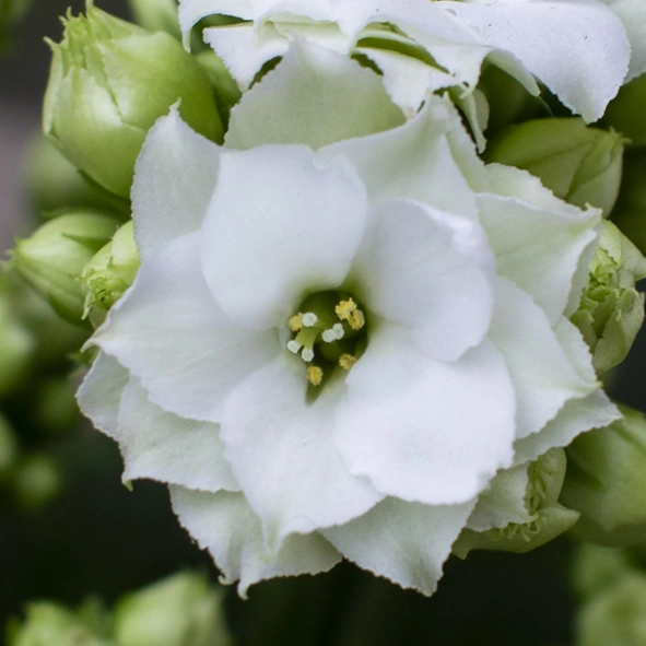 Kalanchoe Perfecta White bloem
