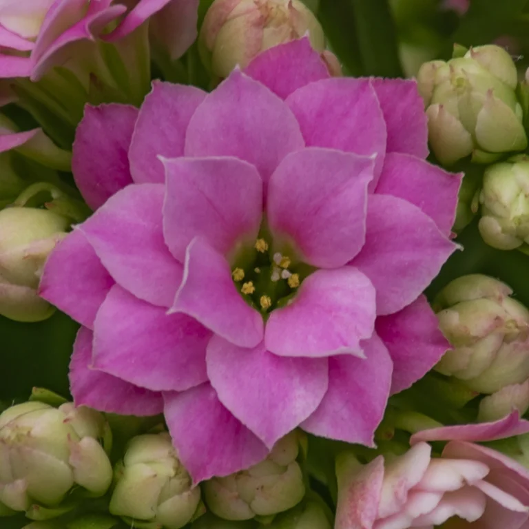 Kalanchoe Perfecta Pink bloem