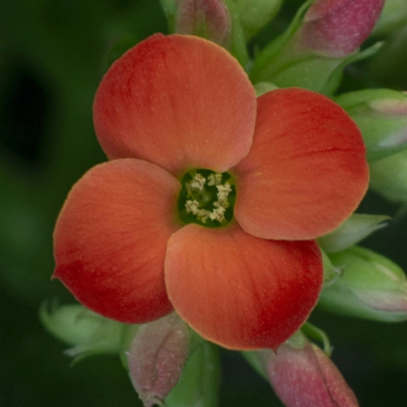 Kalanchoë Prime Orange bloem