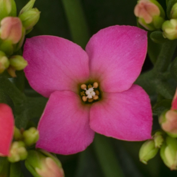Kalanchoë Prime Pink bloem