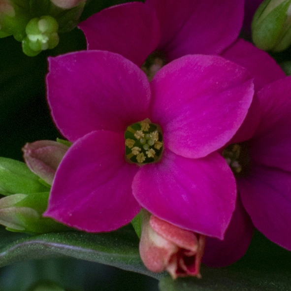 Kalanchoë Prime Purple bloem