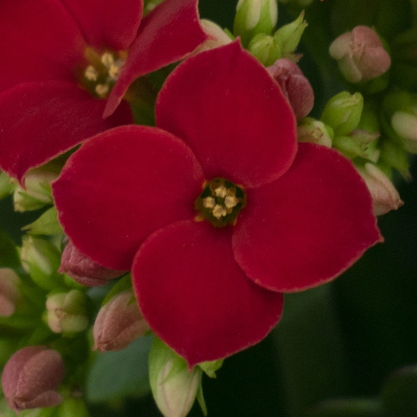 Kalanchoë Prime Red bloem