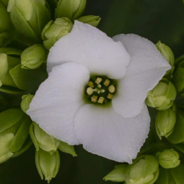 Kalanchoë Prime White bloem