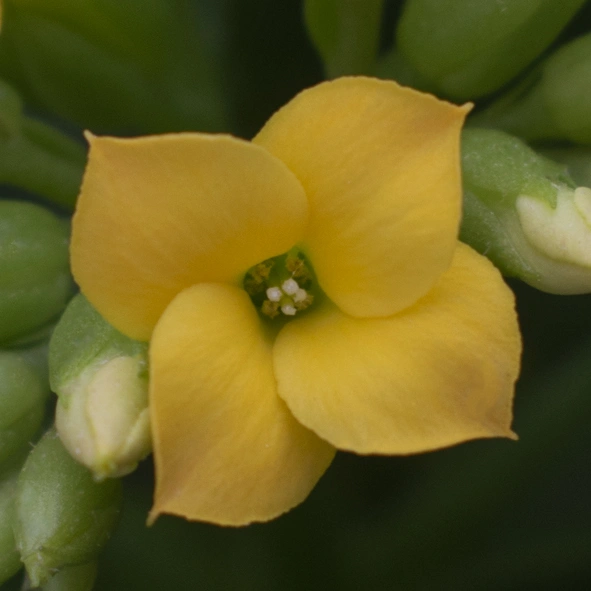 Kalanchoë Prime Yellow bloem