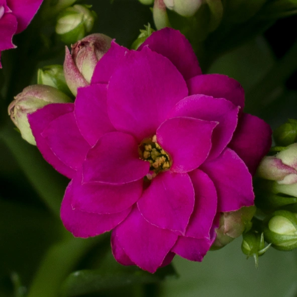 Kalanchoe Perfecta Purple bloem