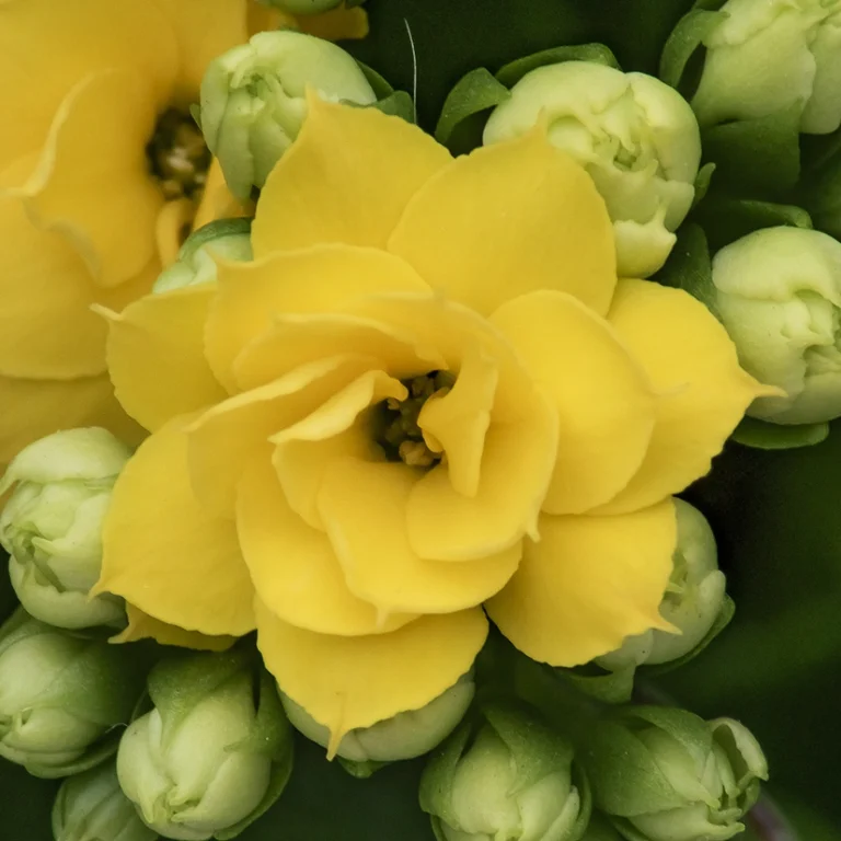 Kalanchoe Perfecta Yellow bloem