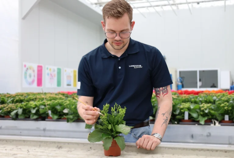 Kalanchoë Schlumbergera veredeling