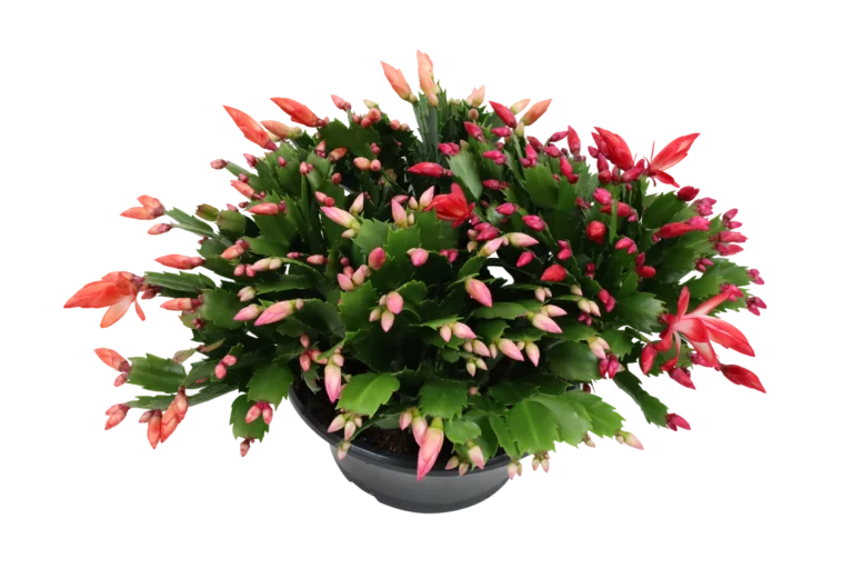 Schlumbergera Flame knoppen dicht
