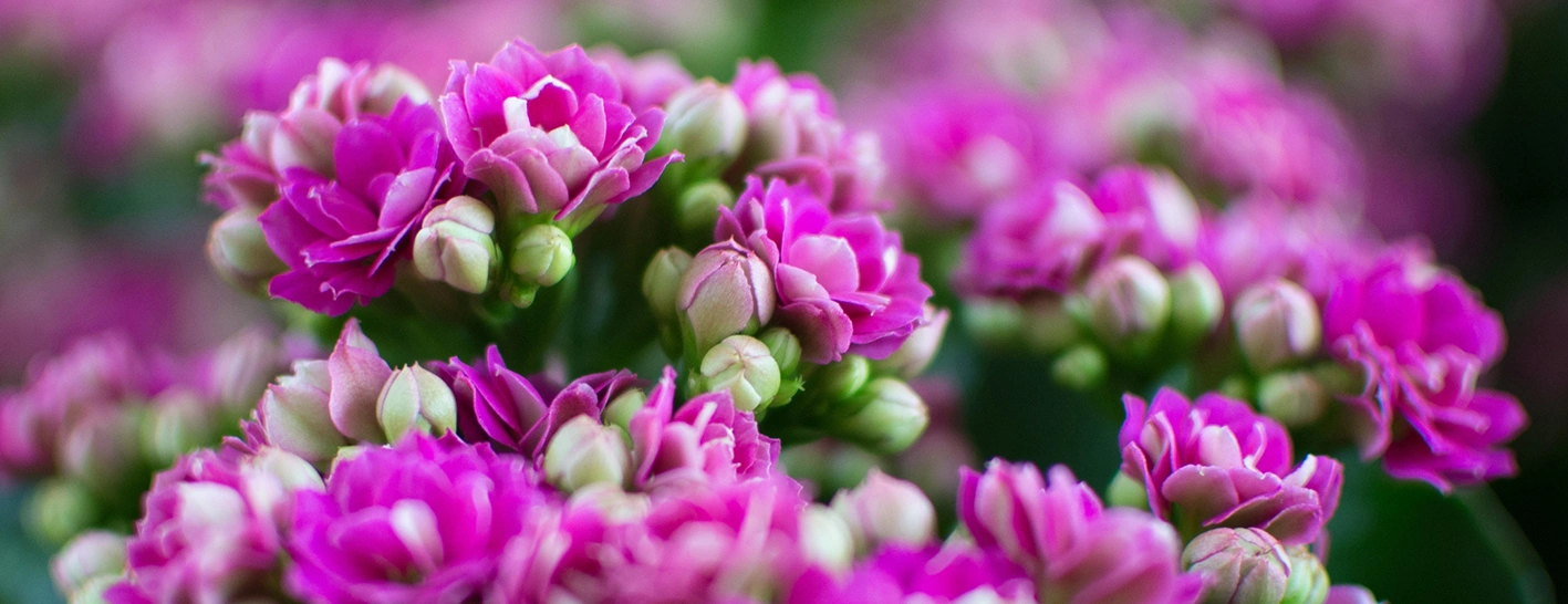 Kalanchoë bloemen paars
